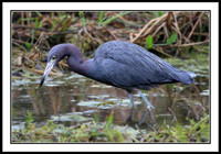 Little Blue Heron