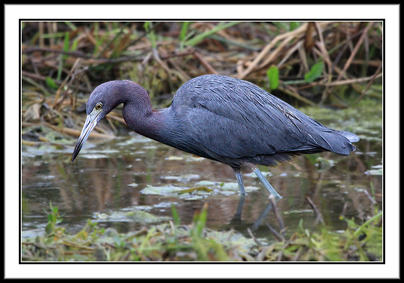 Little Blue Heron