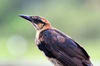 Boat-tailed Grackle (immature)