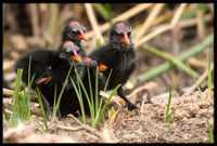Common Gallinule Chicks