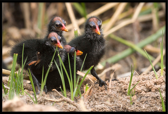 Common Gallinule Chicks