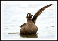 Surf Scoter (female with only one wing)