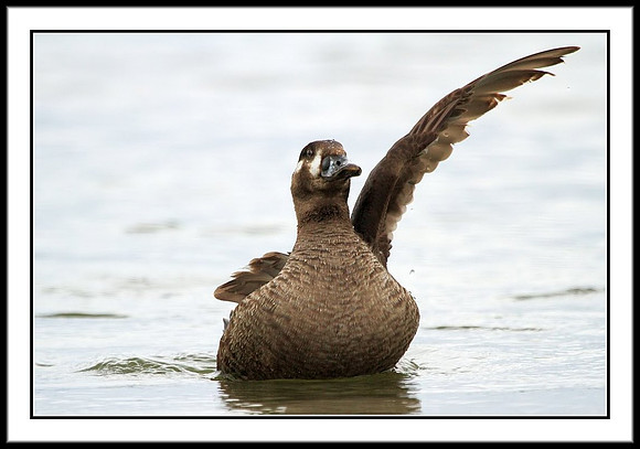 Surf Scoter (female with only one wing)