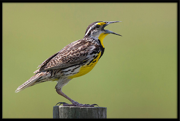 Eastern Meadowlark