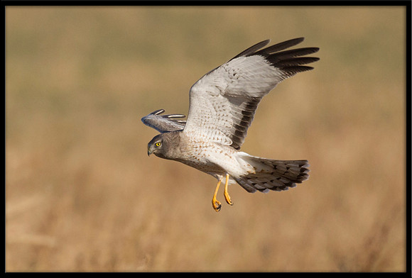 Northern Harrier