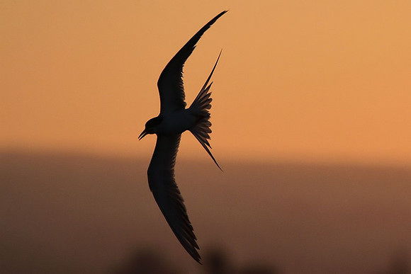 Tern at sunset