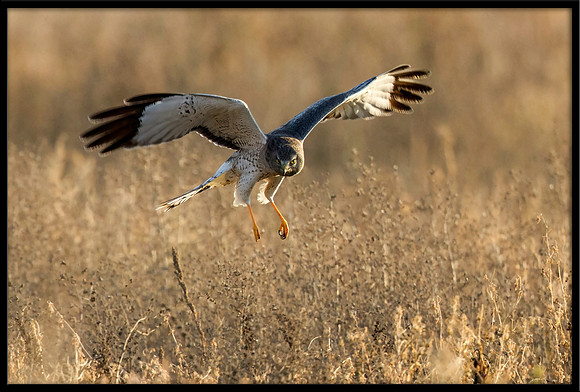 Northern Harrier