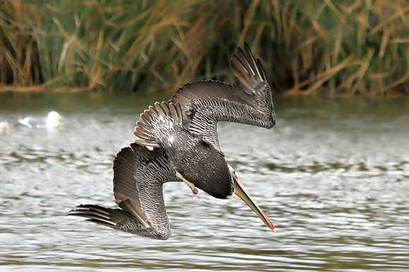 Brown Pelican diving
