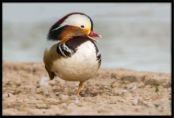 Mandarin Duck