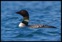 Common Loon