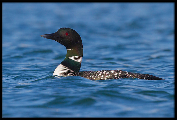 Common Loon