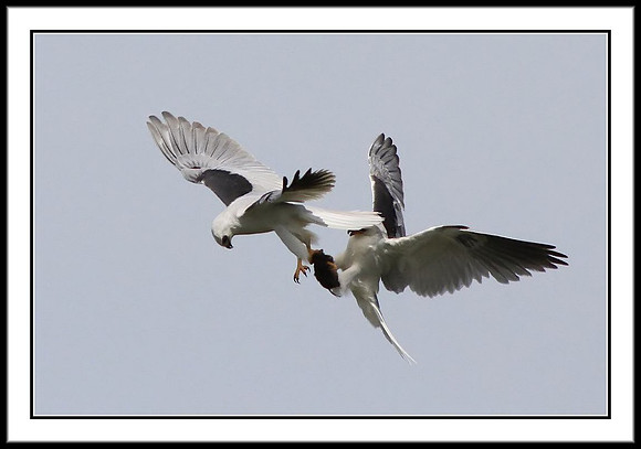 Kite Food Exchange: 4 of 11