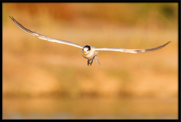 Elegant Tern