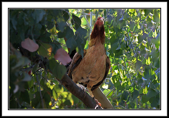 Hen