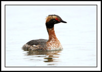 Horned Grebe