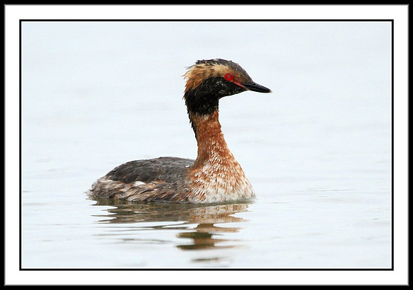 Horned Grebe
