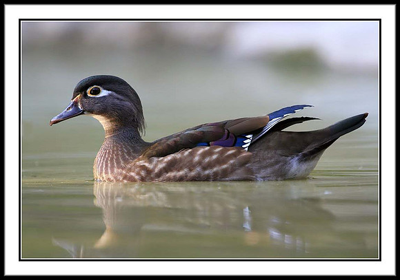 Wood Duck (f)