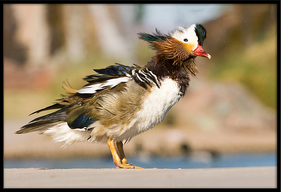 Mandarin Duck