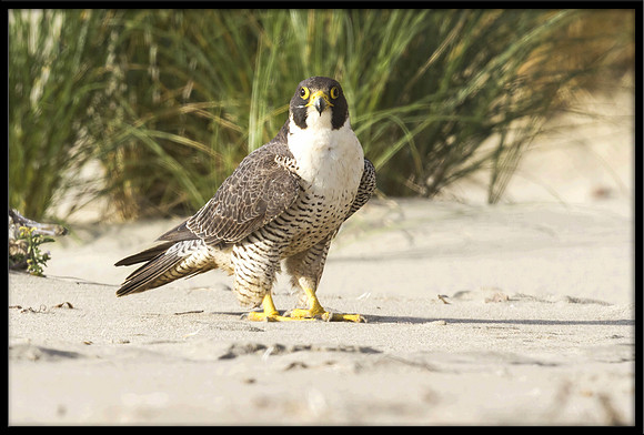 Peregrine Falcon