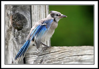 Blue Jay