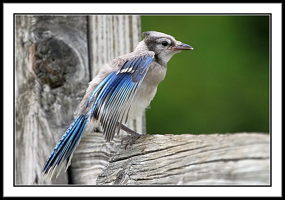Blue Jay