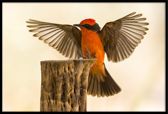 Vermilion Flycatcher
