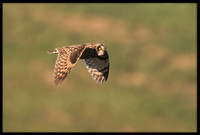 Short-eared Owl