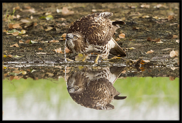 Red-tailed Hawk