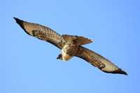 Red-tailed Hawk