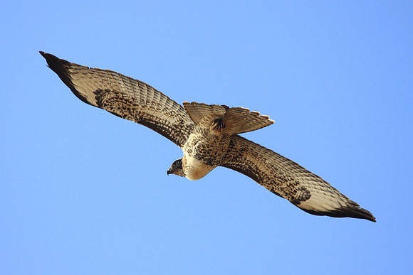 Red-tailed Hawk