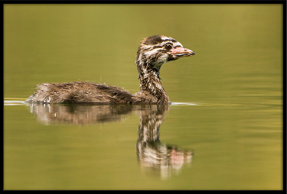 Pied-billed Grebe chick