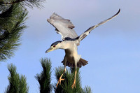 Black-crowned Night Heron