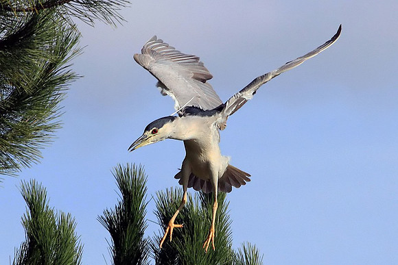 Black-crowned Night Heron