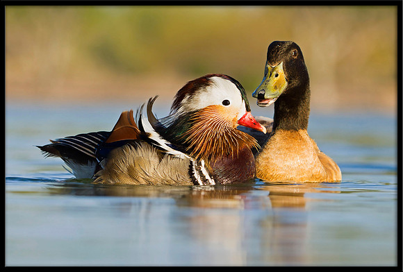 Mandarin Duck