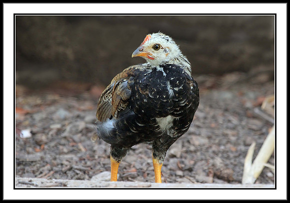 Chick