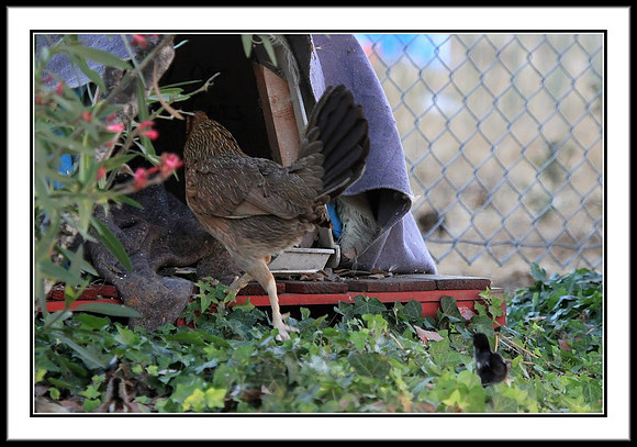 Mrs. Hen going home