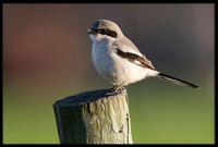 Loggerhead Shrike