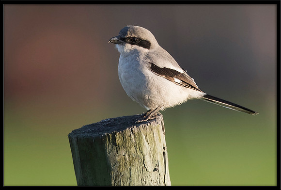 Loggerhead Shrike