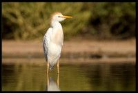 Western Cattle Egret