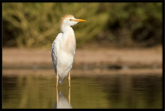 Western Cattle Egret