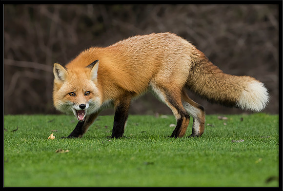 Red Foxes