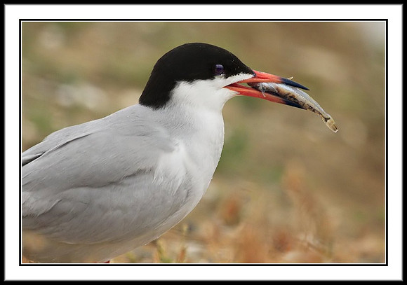 Tern with fish