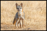 Grey Fox