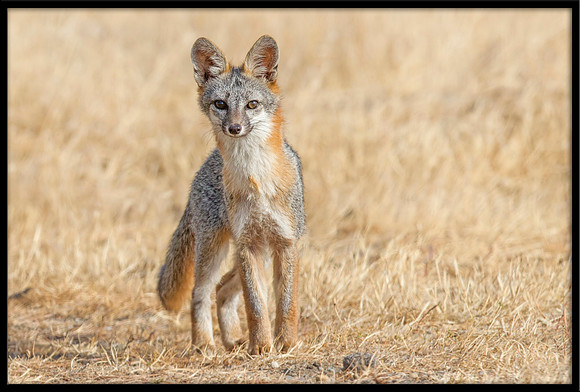 Grey Fox