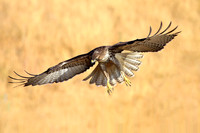 Red-tailed Hawk