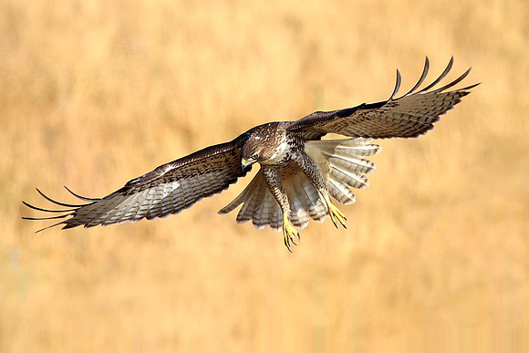 Red-tailed Hawk