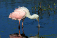 Roseate Spoonbill