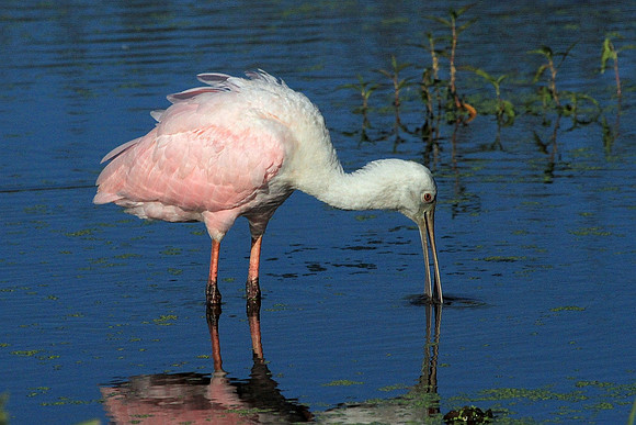 Roseate Spoonbill