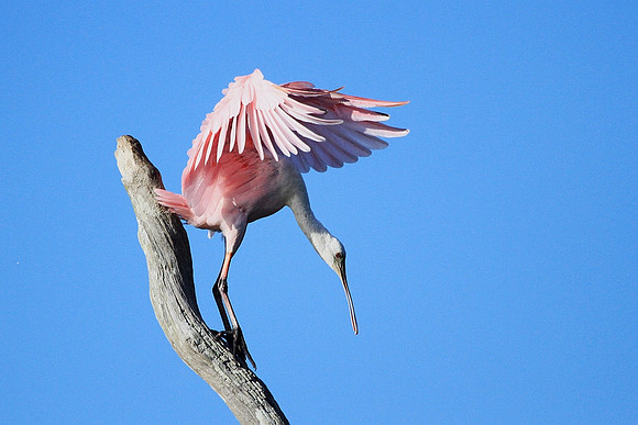 Roseate Spoonbill