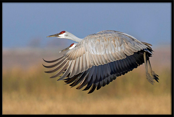 Two-headed three-winged Crane